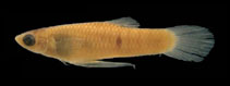 Image of Phalloceros lucenorum (Jaquiá toothcarp)