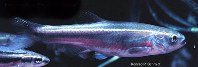 Image of Chrosomus neogaeus (Finescale dace)