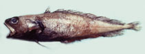 Image of Physiculus nigripinnis 