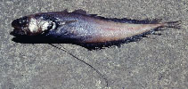 Image of Physiculus peregrinus 