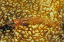 Image of Phyllogobius platycephalops (Slender spongegoby)