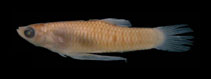 Image of Phalloceros reisi (Apiaí toothcarp)