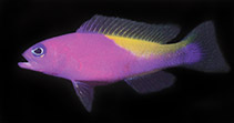 Image of Pictichromis ephippiata (Saddled dottyback)