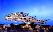 Image of Pimelodus pictus (Pictus cat)