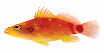 Image of Plectranthias ahiahiata (Sunset perchlet)