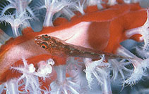 Image of Pleurosicya annandalei (Scalynape goby)