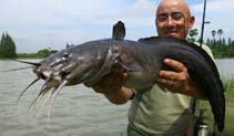 Image of Plotosus canius (Gray eel-catfish)