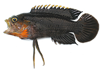 Image of Plesiops cephalotaenia (Headstripe longfin)