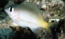 Image of Plectroglyphidodon imparipennis (Brighteye damselfish)