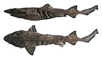 Image of Planonasus indicus (Eastern dwarf false catshark)