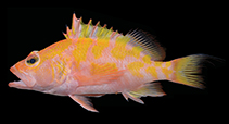 Image of Plectranthias kamii (Kami\