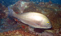 Image of Plectorhinchus mediterraneus (Rubberlip grunt)