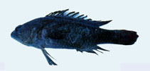 Image of Plesiops nakaharae 