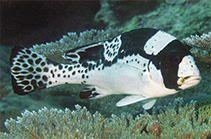 Image of Plectorhinchus picus (Dotted sweetlips)