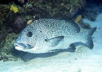 Image of Plectorhinchus picus (Dotted sweetlips)