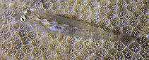 Image of Pleurosicya plicata (Plicata ghost goby)