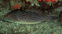 Image of Plectropomus punctatus (Marbled coralgrouper)