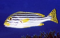 Image of Plectorhinchus vittatus (Oriental sweetlips)