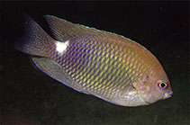 Image of Pomacentrus albimaculus (Whitespot damsel)