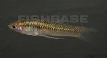 Image of Poeciliopsis balsas (Balsas livebearer)