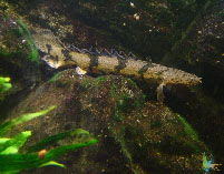 Image of Polypterus endlicherii (Saddled bichir)