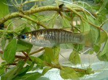 Image of Poeciliopsis fasciata (San Jeronimo livebearer)