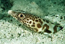 Image of Ariosoma fasciatum (Barred sand conger)