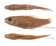 Image of Poropuntius faucis 