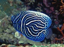 Image of Pomacanthus imperator (Emperor angelfish)