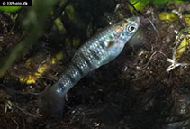 Image of Poecilia islai (Tiger Limia)