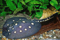 Image of Potamotrygon leopoldi (White-blotched river stingray)