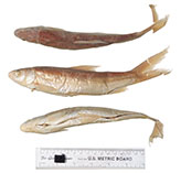 Image of Pogonichthys macrolepidotus (Splittail)