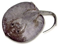 Image of Potamotrygon magdalenae (Magdalena river stingray)