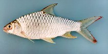 Image of Hypsibarbus malcolmi (Goldfin tinfoil barb)