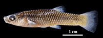 Image of Poecilia mandibularis (Jawed Limia)