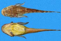 Image of Porichthys margaritatus (Daisy midshipman)