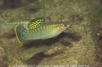 Image of Poecilia mexicana (Shortfin molly)