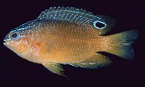 Image of Pomacentrus milleri (Miller\