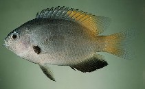 Image of Pomacentrus nigromanus (Goldback damsel)