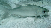 Image of Polydactylus oligodon (Littlescale threadfin)