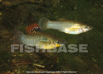 Image of Poecilia orri (Mangrove molly)