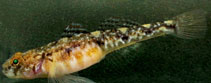 Image of Pomatoschistus pictus (Painted goby)