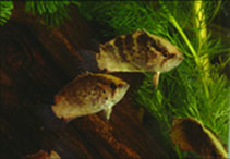 Image of Polycentrus schomburgkii (Guyana leaffish)