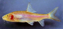 Image of Poropuntius speleops 