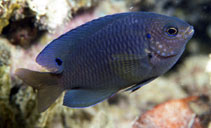 Image of Pomacentrus spilotoceps (Orange spotted damselfish)