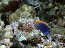 Image of Pomacentrus vaiuli (Ocellate damselfish)