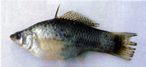 Image of Poecilia velifera (Sail-fin molly)