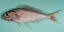 Image of Pristipomoides auricilla (Goldflag jobfish)