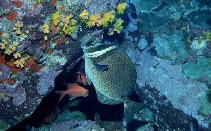 Image of Prionurus biafraensis (Biafra doctorfish)