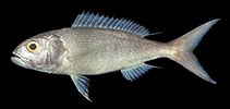 Image of Pristipomoides filamentosus (Crimson jobfish)